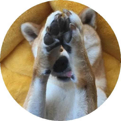 животное млекопитающее рыло