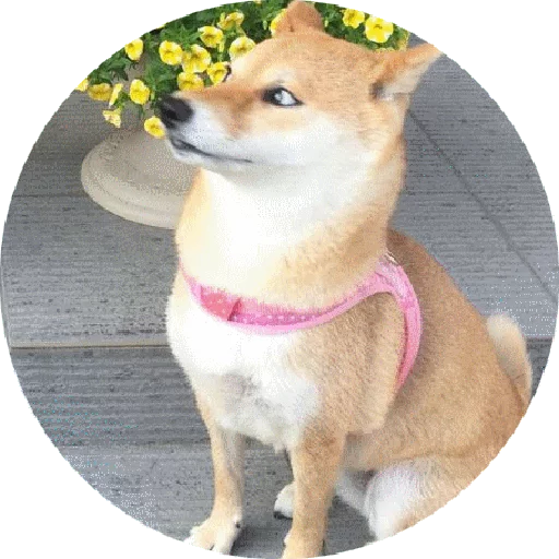 млекопитающее домашнее животное животное