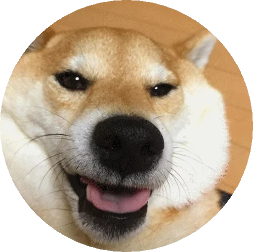 млекопитающее животное домашнее животное