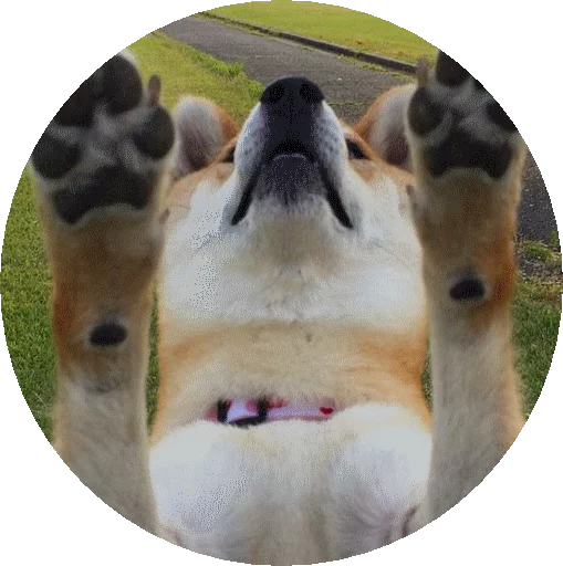 млекопитающее животное рыло