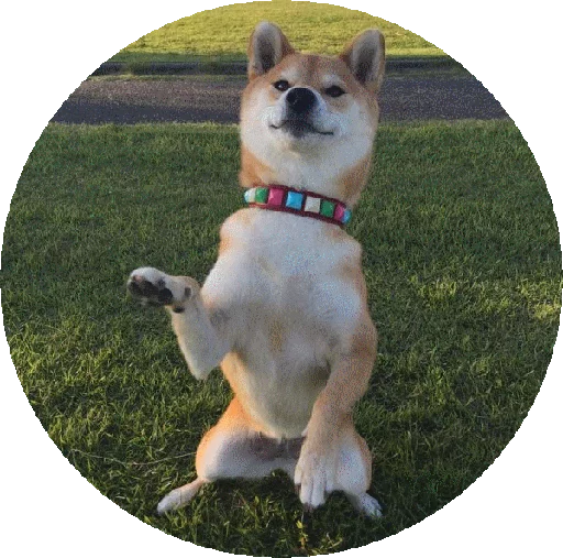 домашнее животное млекопитающее порода собак