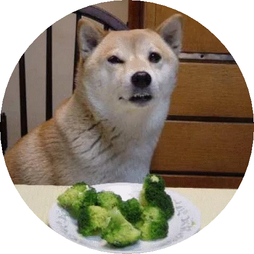 животное домашнее животное собака