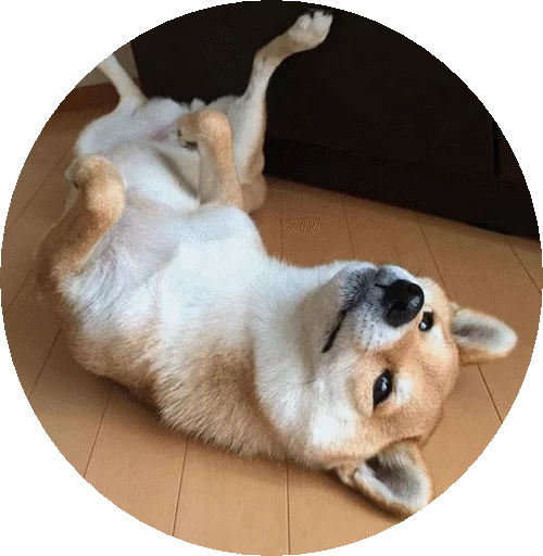 животное млекопитающее домашнее животное