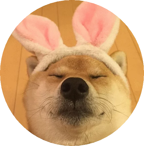 домашнее животное рыло порода собак