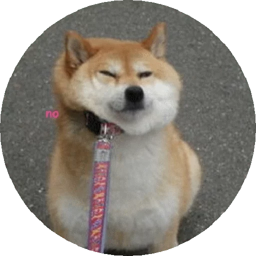 животное млекопитающее домашнее животное