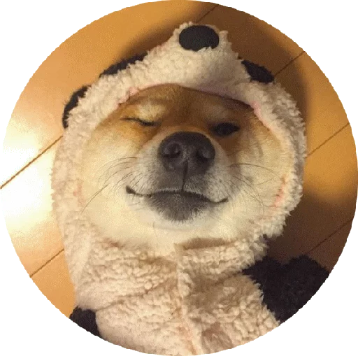 домашнее животное порода собак млекопитающее