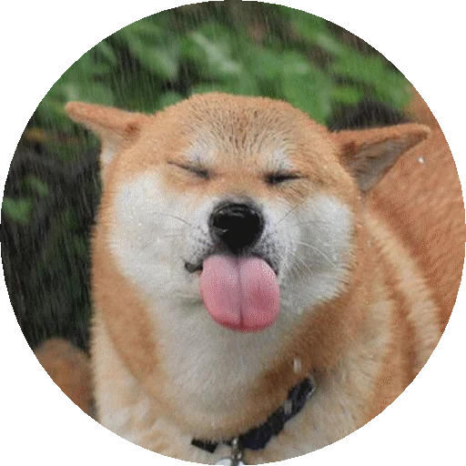 млекопитающее животное домашнее животное