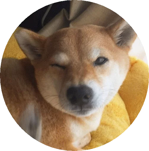 млекопитающее животное домашнее животное