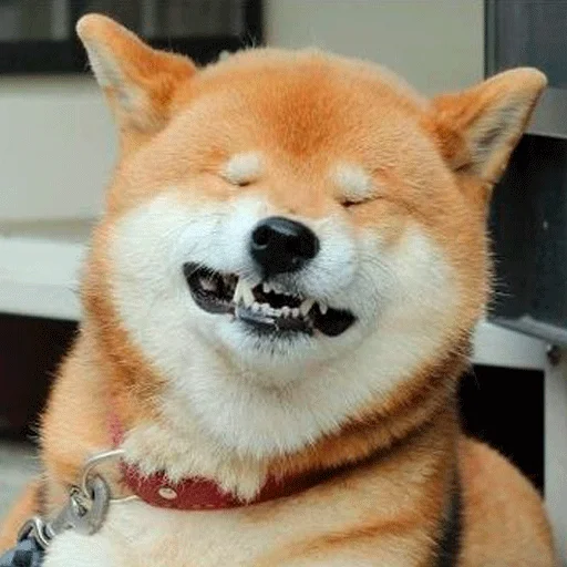 млекопитающее животное домашнее животное