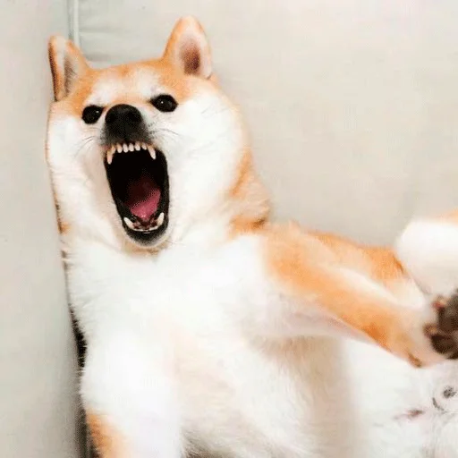 животное млекопитающее домашнее животное