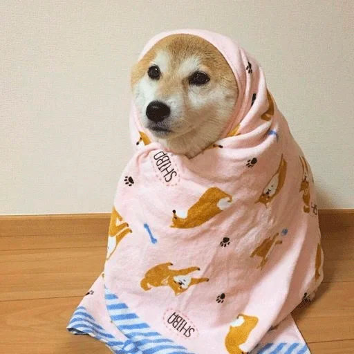 животное собака порода собак