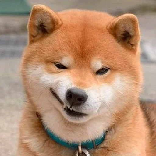 животное млекопитающее Хоккайдо