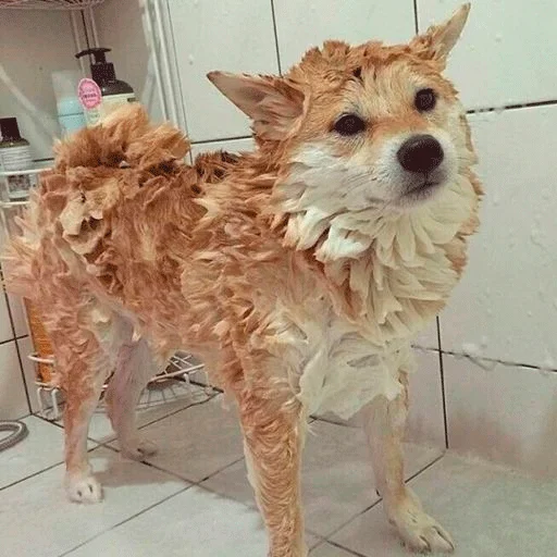 домашнее животное млекопитающее животное