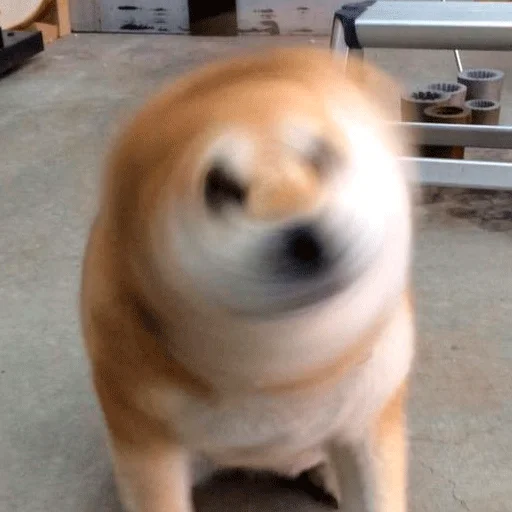 животное млекопитающее собака