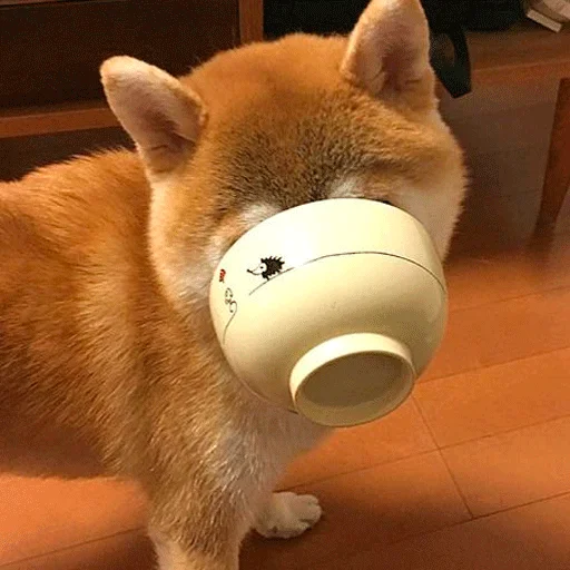 собака комнатный животное