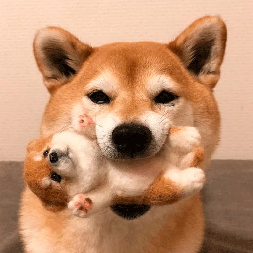 млекопитающее животное домашнее животное