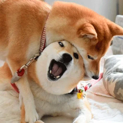 домашнее животное собака млекопитающее