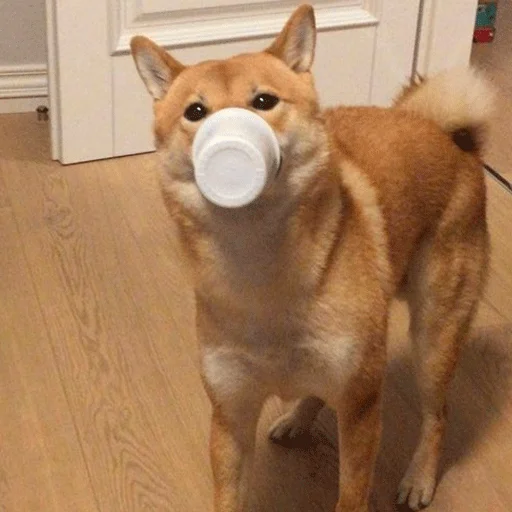 комнатный домашнее животное этаж