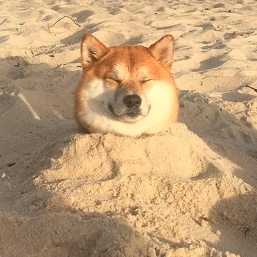 земля животное млекопитающее