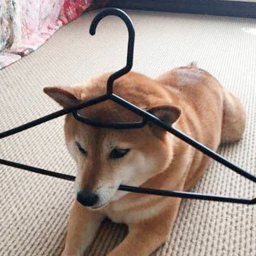 домашнее животное порода собак комнатный