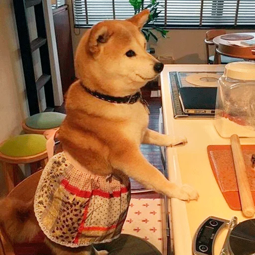 комнатный домашнее животное порода собак