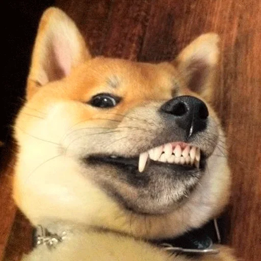 млекопитающее животное собака