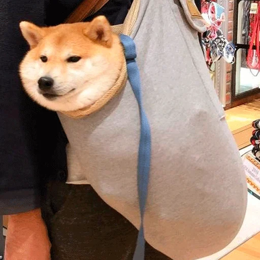 домашнее животное млекопитающее собака