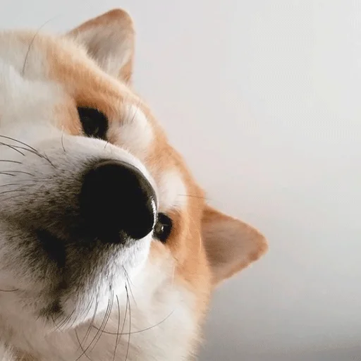 животное млекопитающее домашнее животное