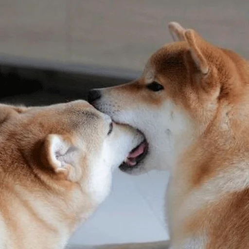 млекопитающее животное домашнее животное