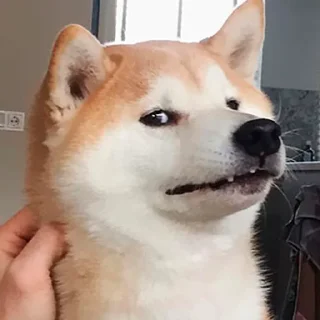 shiba inu stickerpack - животное