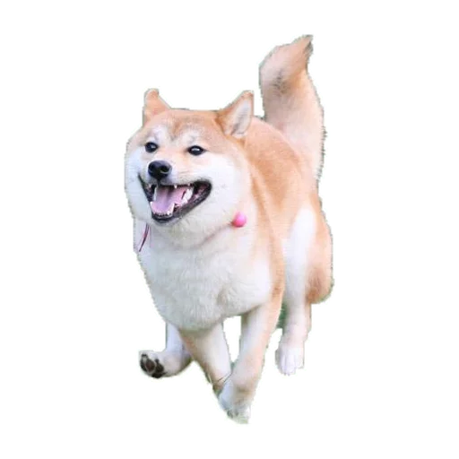 животное собака млекопитающее