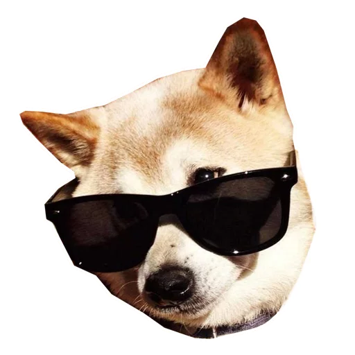 защитные очки собака домашнее животное