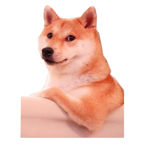 млекопитающее животное домашнее животное