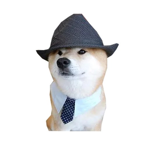 animal collar mammal