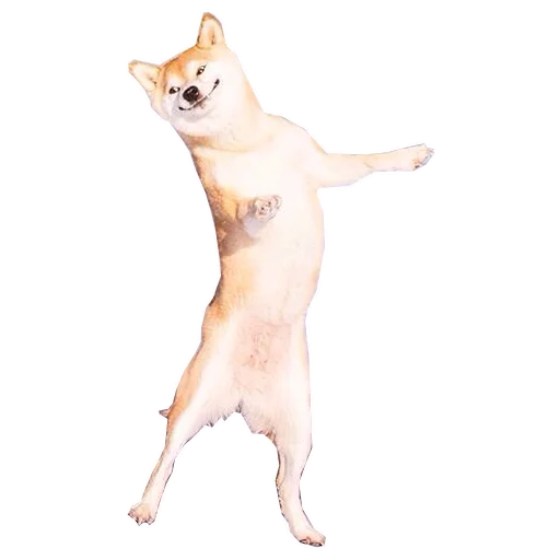 животное млекопитающее собака