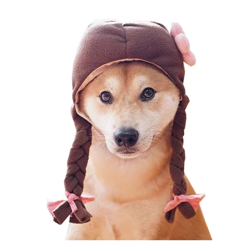 порода собак домашнее животное собака