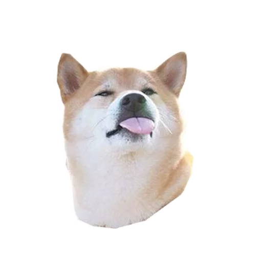 животное млекопитающее собака