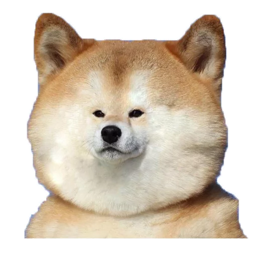 животное млекопитающее домашнее животное