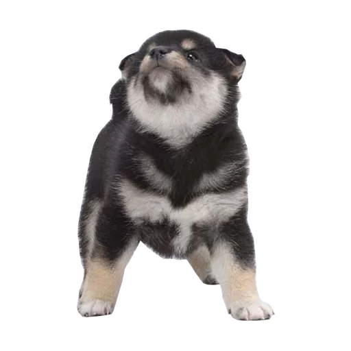 животное млекопитающее собака