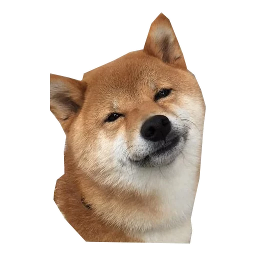 животное млекопитающее домашнее животное