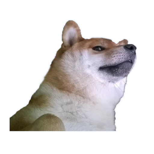 животное млекопитающее домашнее животное