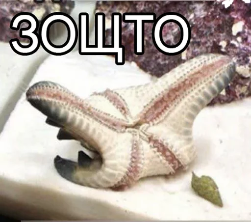 animal invertebrate echinoderm