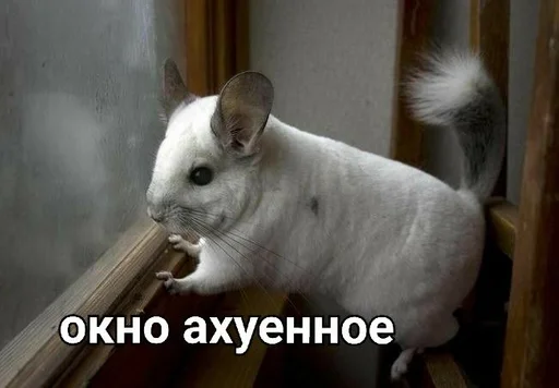 animal mammal rodent