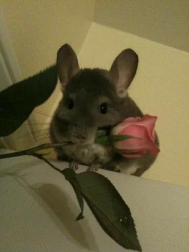 animal mammal rodent