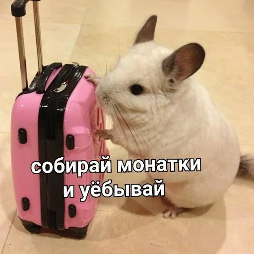 mammal animal rodent