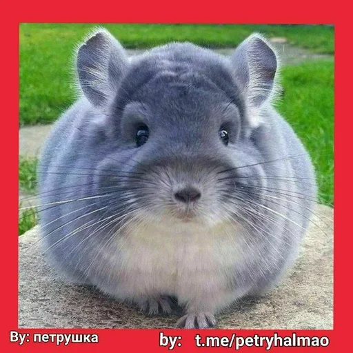 шиншиллята👑 :: @fStikBot - животное