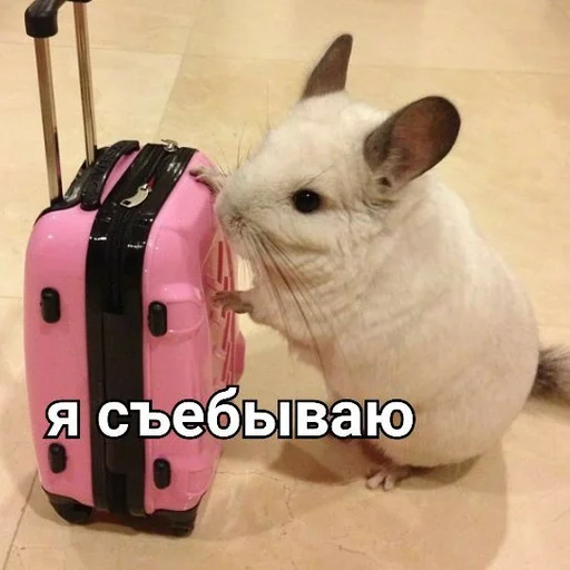 mammal animal rodent