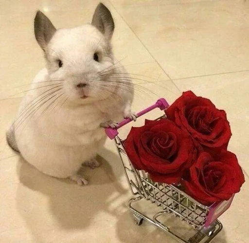 animal mammal flower