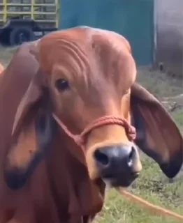 Стикер shit memes by @thejulfor - 3