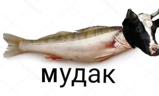 животное рыба рыбная продукция